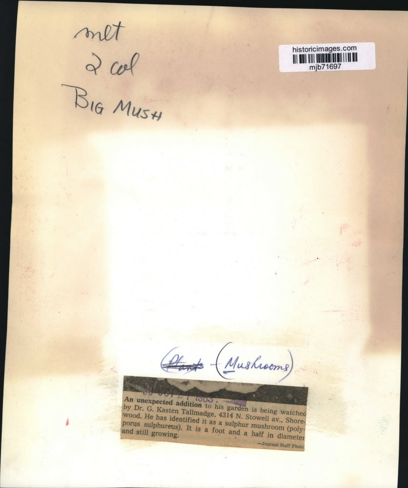 1963 Press Photo Sulphur mushroom growing in Dr. G. Kasten Tallmadge's garden
