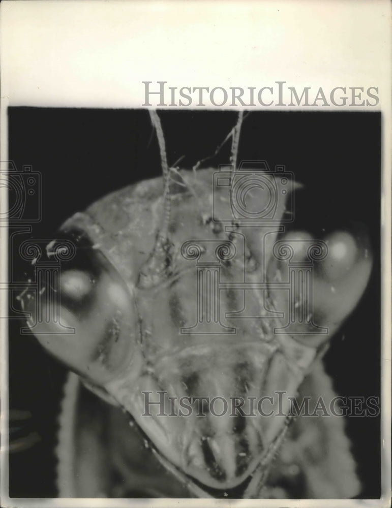 1959 Press Photo Close-up of praying mantis. - mjb72023- Historic Images