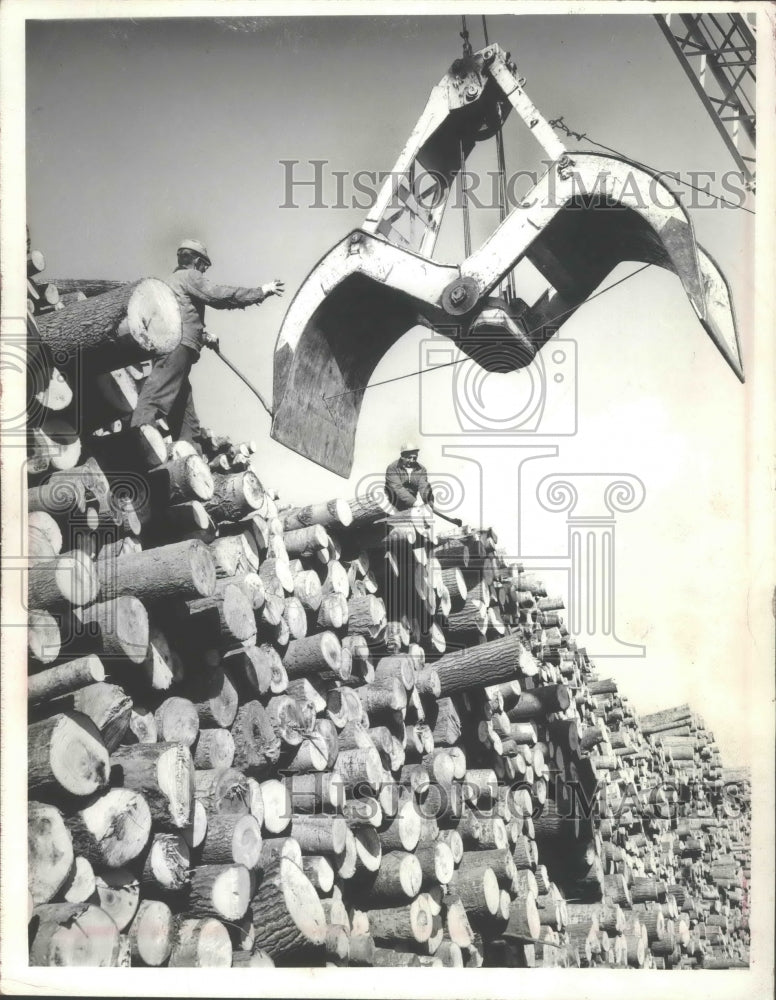 1964 Press Photo Logs are checked before they are made into tissues, Neenah, WI