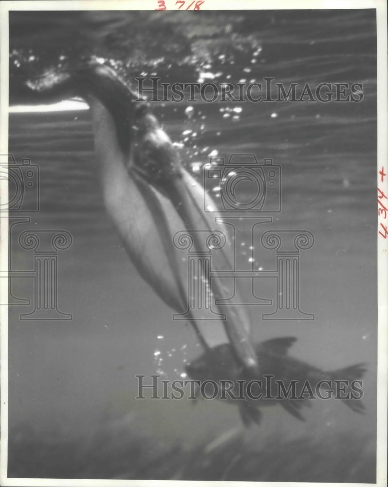 1961 Press Photo The fish is clamped with a quick beak movement by this pelican- Historic Images