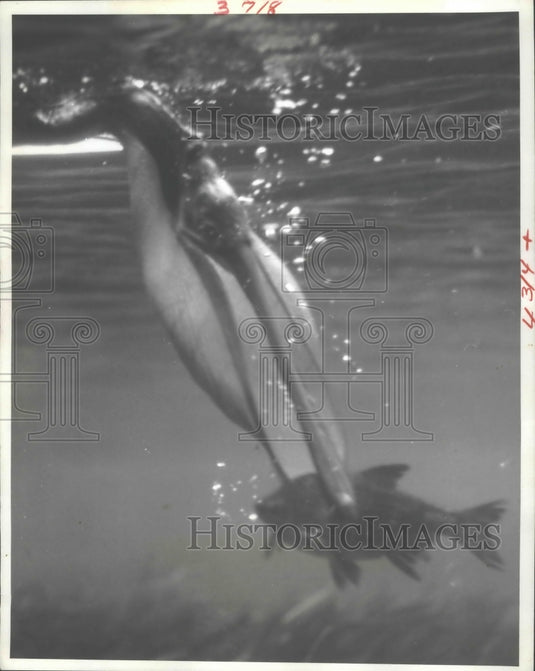 1961 Press Photo The fish is clamped with a quick beak movement by this pelican- Historic Images