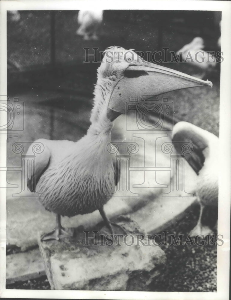 1955 Press Photo Pelican at the London Zoo- Historic Images