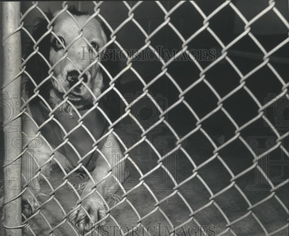 1993 Press Photo Bandit waits for adoption at Ozaukee Humane Society, WI- Historic Images