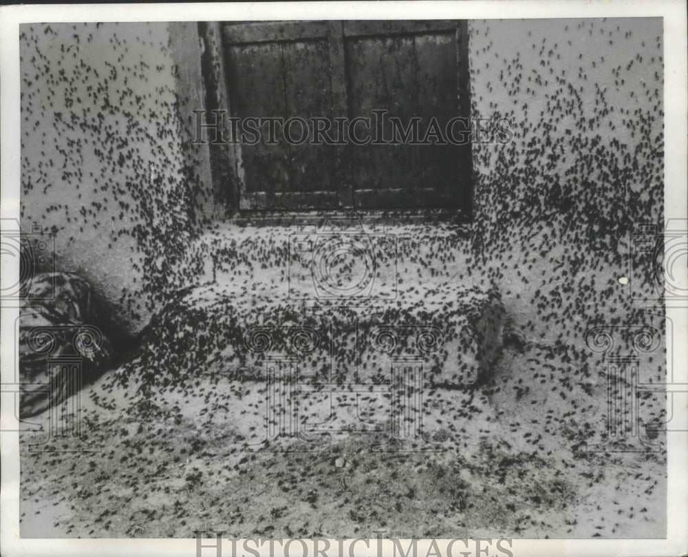 1952 Press Photo Locust cover doorstep in Iran during a Locust Plague
