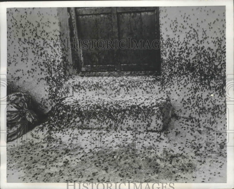 Load image into Gallery viewer, 1952 Press Photo Locust cover doorstep in Iran during a Locust Plague
