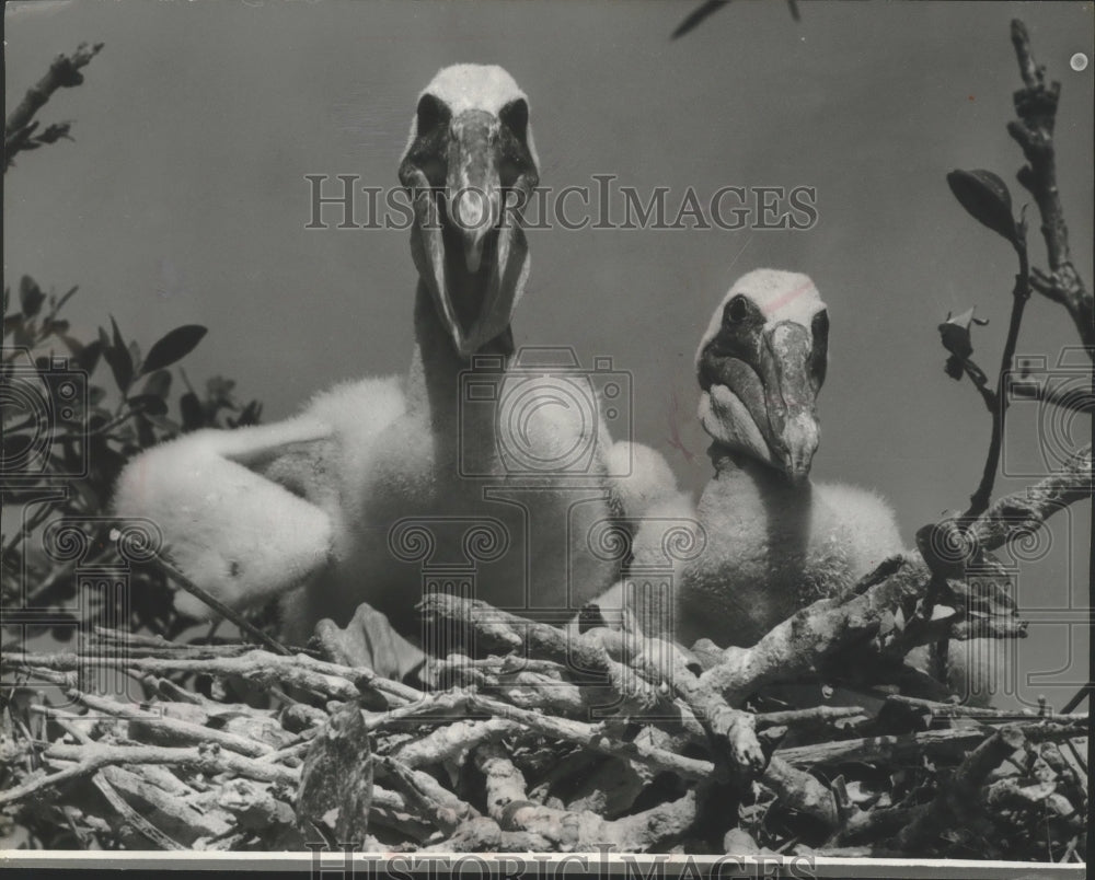 1965 Press Photo An aggressive brown pelican at three weeks old - mjb73035