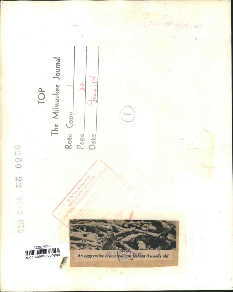 1965 Press Photo An aggressive brown pelican at three weeks old - mjb73035