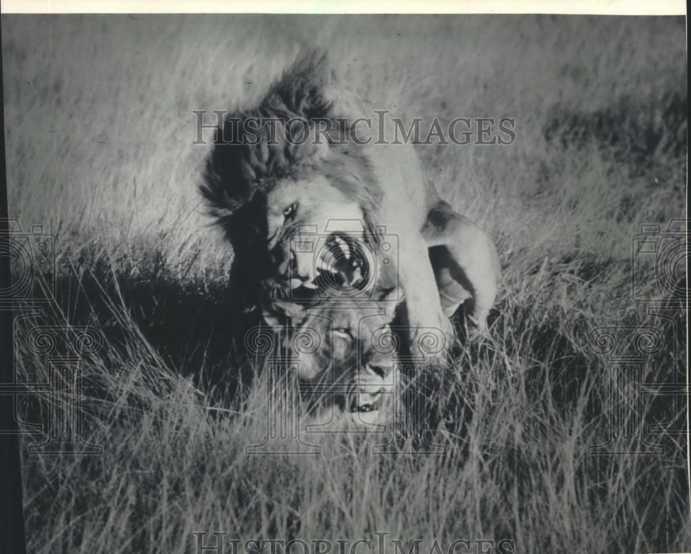 1986 Press Photo Lions in the tall grass of the Ngotongoro Crater in Tanzania- Historic Images