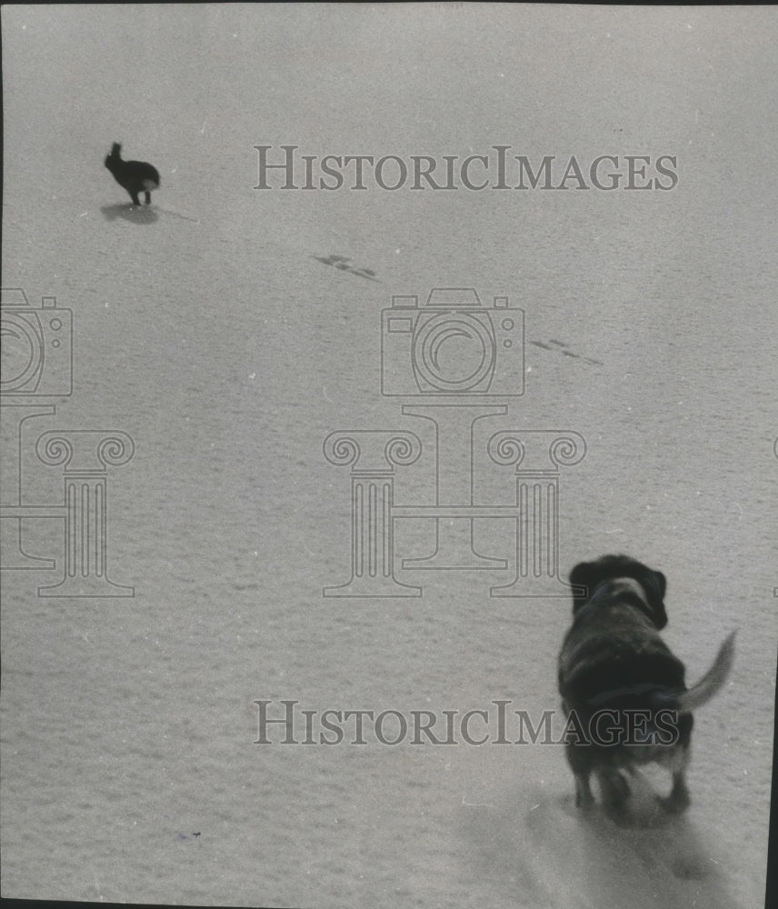 1956 Press Photo A dog chasing a rabbit- Historic Images