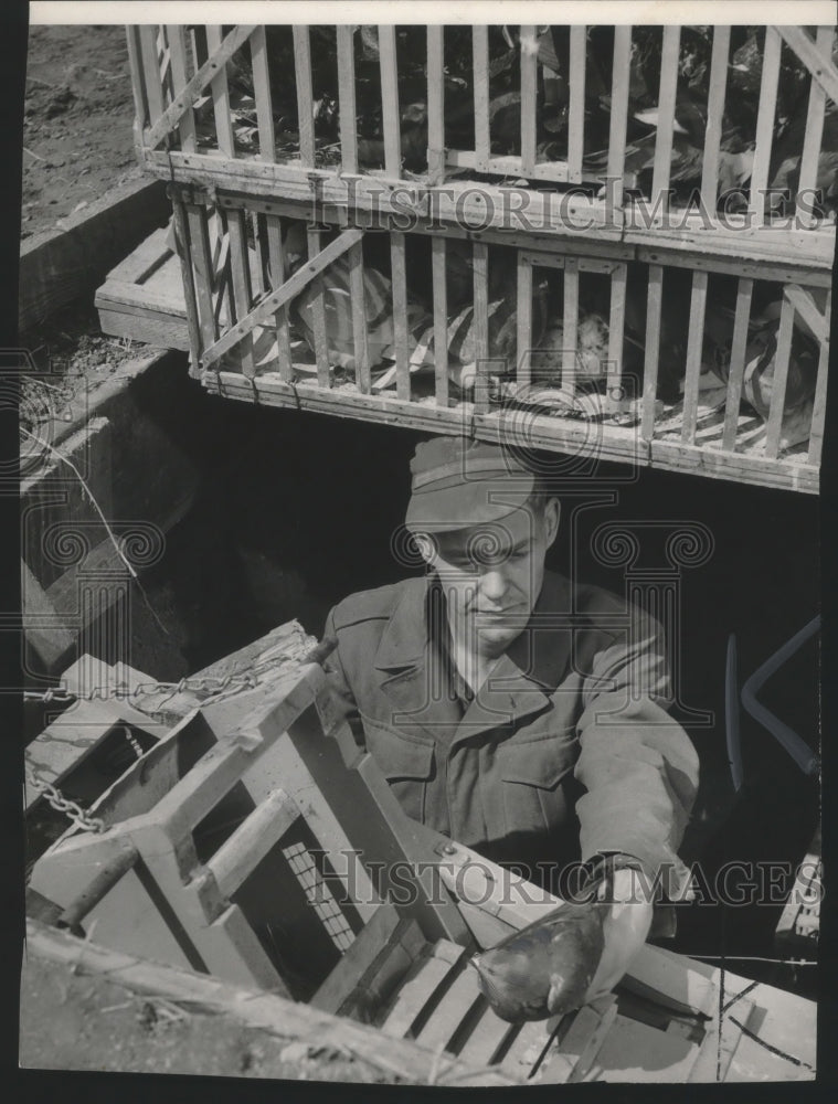 1949 Press Photo Howard Reul loads a pigeon into trap- Historic Images