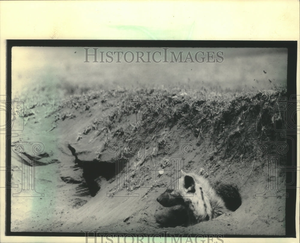 1986 Press Photo Hyena looked out its den on Serengeti plain in Tanzania- Historic Images