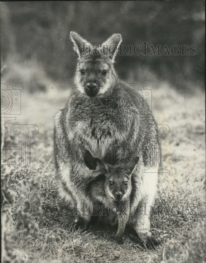 1951 Press Photo Baby Wallaby looking out of moms pouch at Bedfordshire Zoo