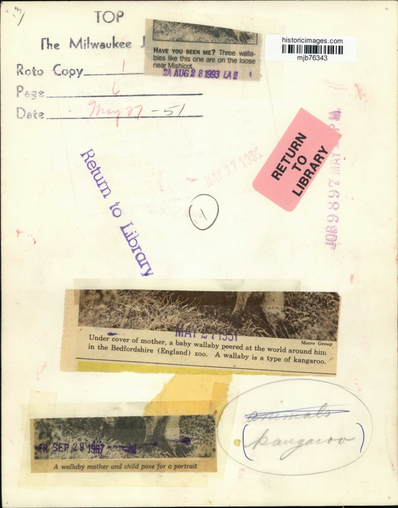 1951 Press Photo Baby Wallaby looking out of moms pouch at Bedfordshire Zoo