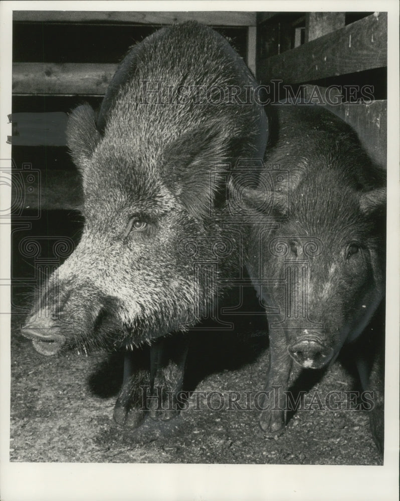 1962 Press Photo Kentucky razorbacks hogs at Milwaukee stockyards - mjb76660
