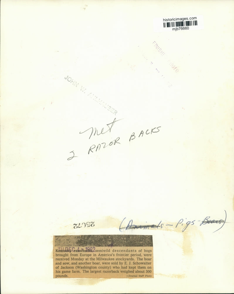 1962 Press Photo Kentucky razorbacks hogs at Milwaukee stockyards - mjb76660