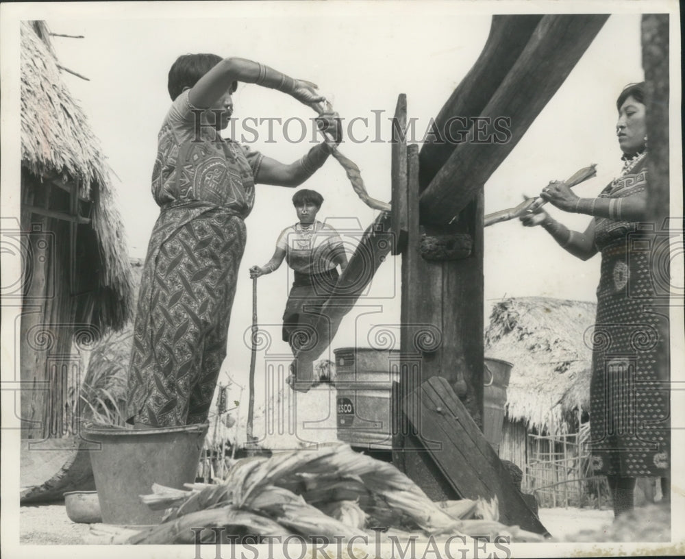 1952 Press Photo Panamanian Indian women press sugar cane to make  chica- Historic Images