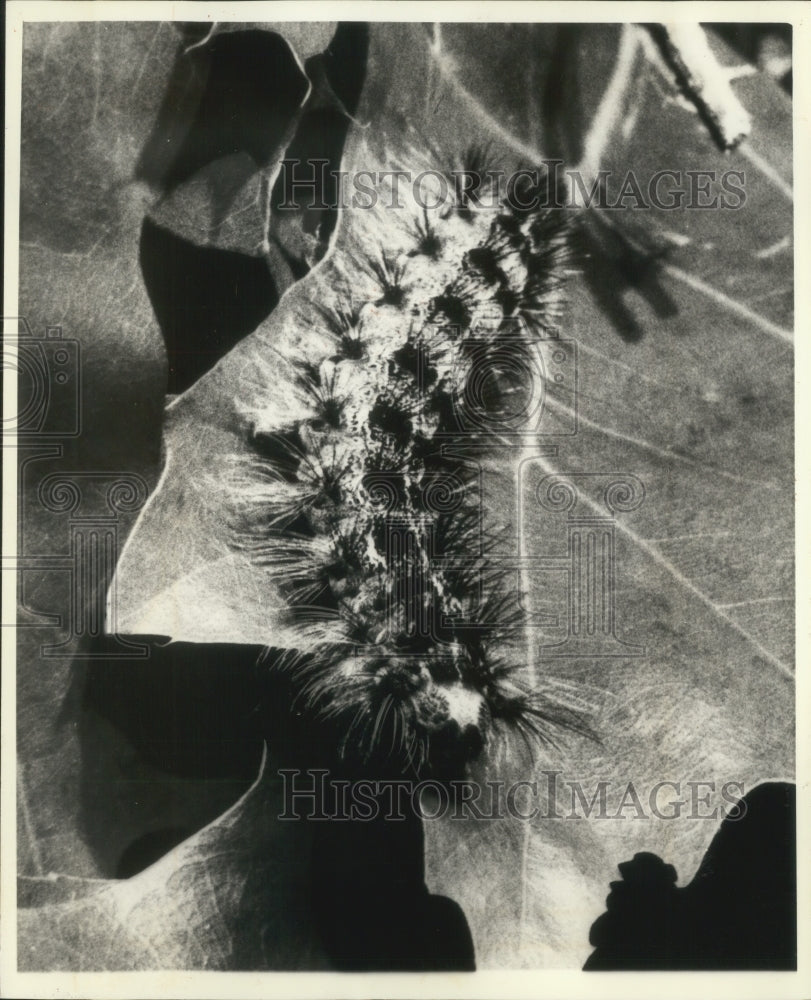 1981 Press Photo a gypsy moth caterpillar, only one inch long in Wisconsin- Historic Images