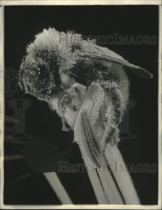 1959 Press Photo Bumblebee covers itself in Datura blossom pollen - mjb77861- Historic Images