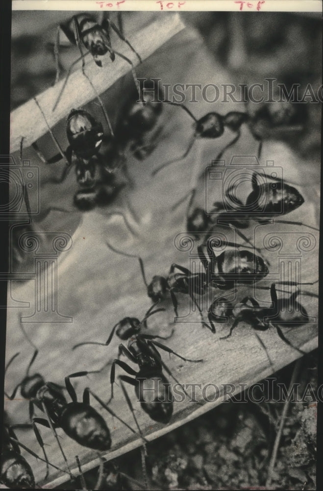 1963 Press Photo An ant colony on top of Raid Max near Brookfield - mjb77867- Historic Images