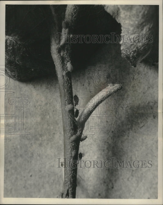 1957 Press Photo A colony of aphids is making a meal of juices - mjb78057- Historic Images