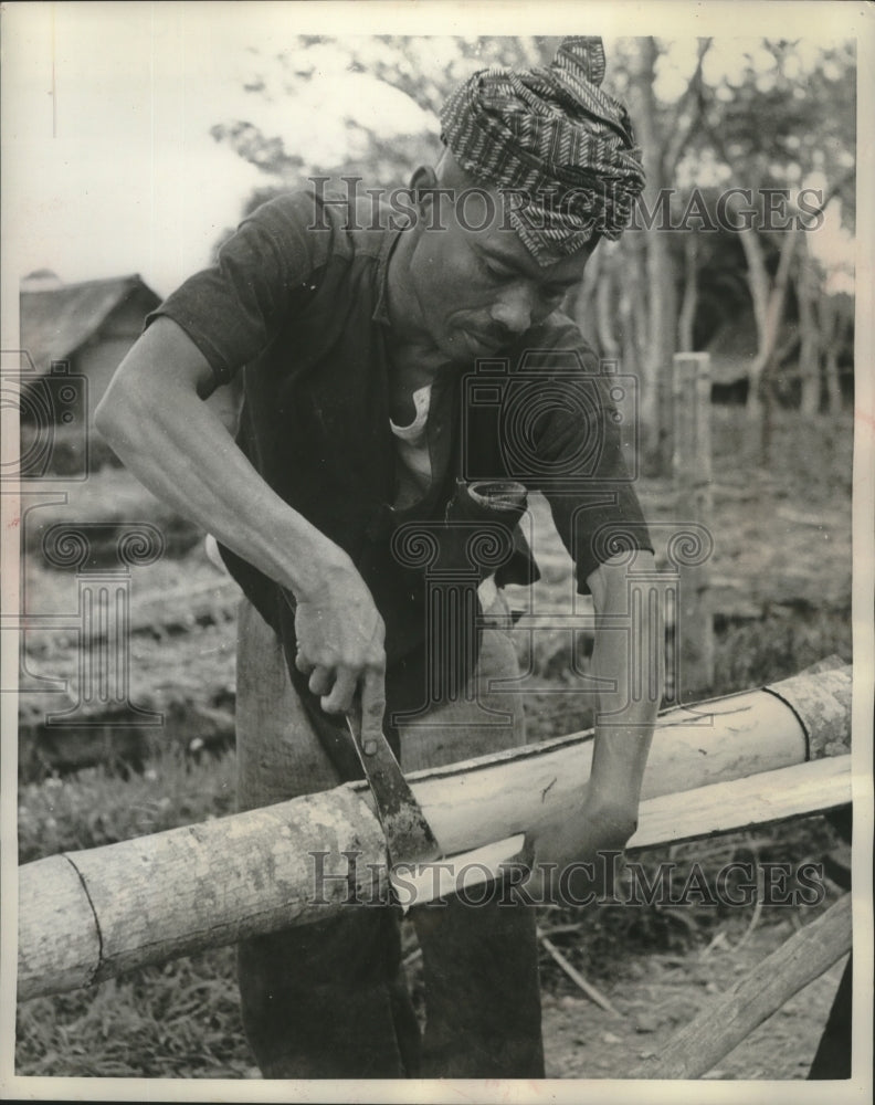 1958 Press Photo Worker pries bark from tree in foot-long strips, Indonesia.- Historic Images