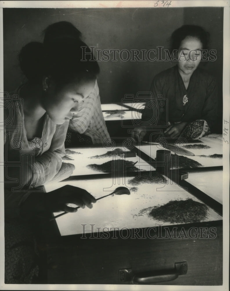 1958 Press Photo Women with feather brushes select cinchona seeds, Indonesia.