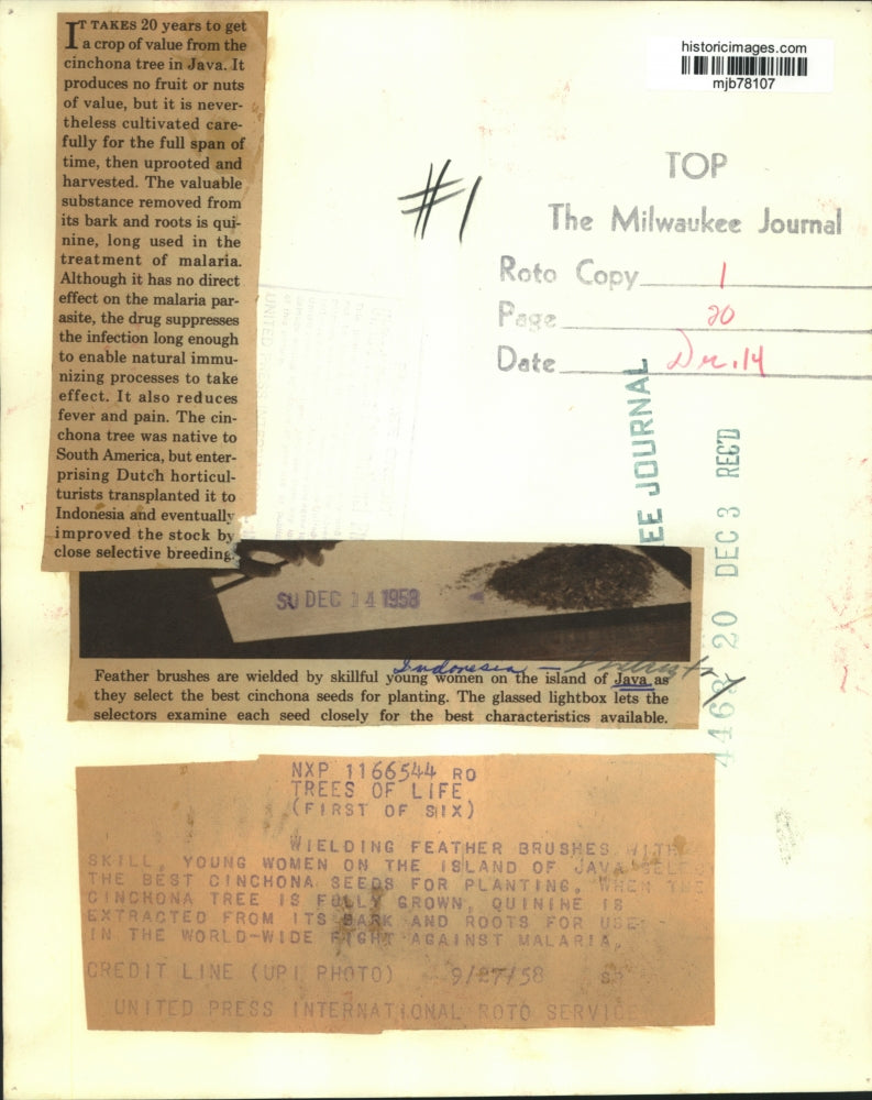 1958 Press Photo Women with feather brushes select cinchona seeds, Indonesia.