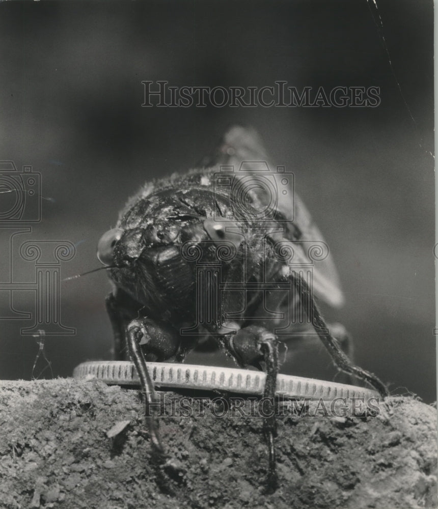 1956 Press Photo Portrait Of A Locust - mjb78483
