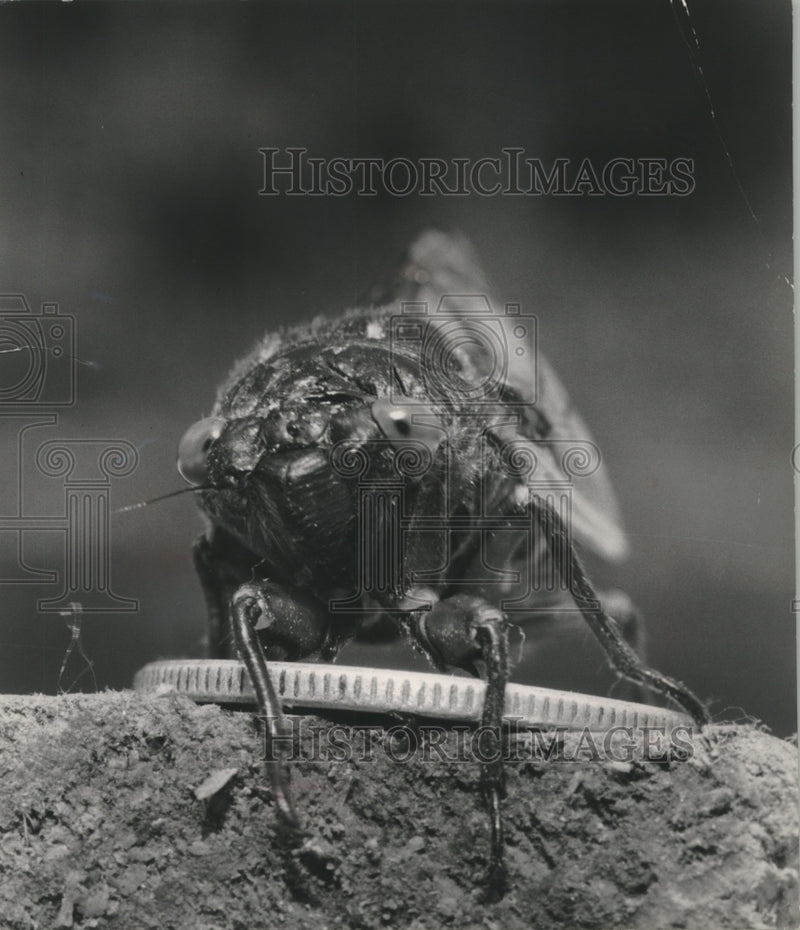 Load image into Gallery viewer, 1956 Press Photo Portrait Of A Locust - mjb78483
