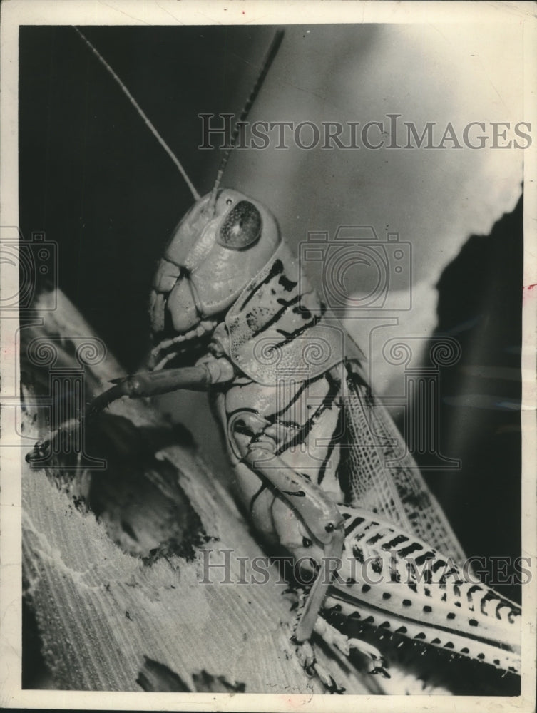 1957 Press Photo Grasshopper chewed on silks of ear of corn in Bethany, Missouri- Historic Images