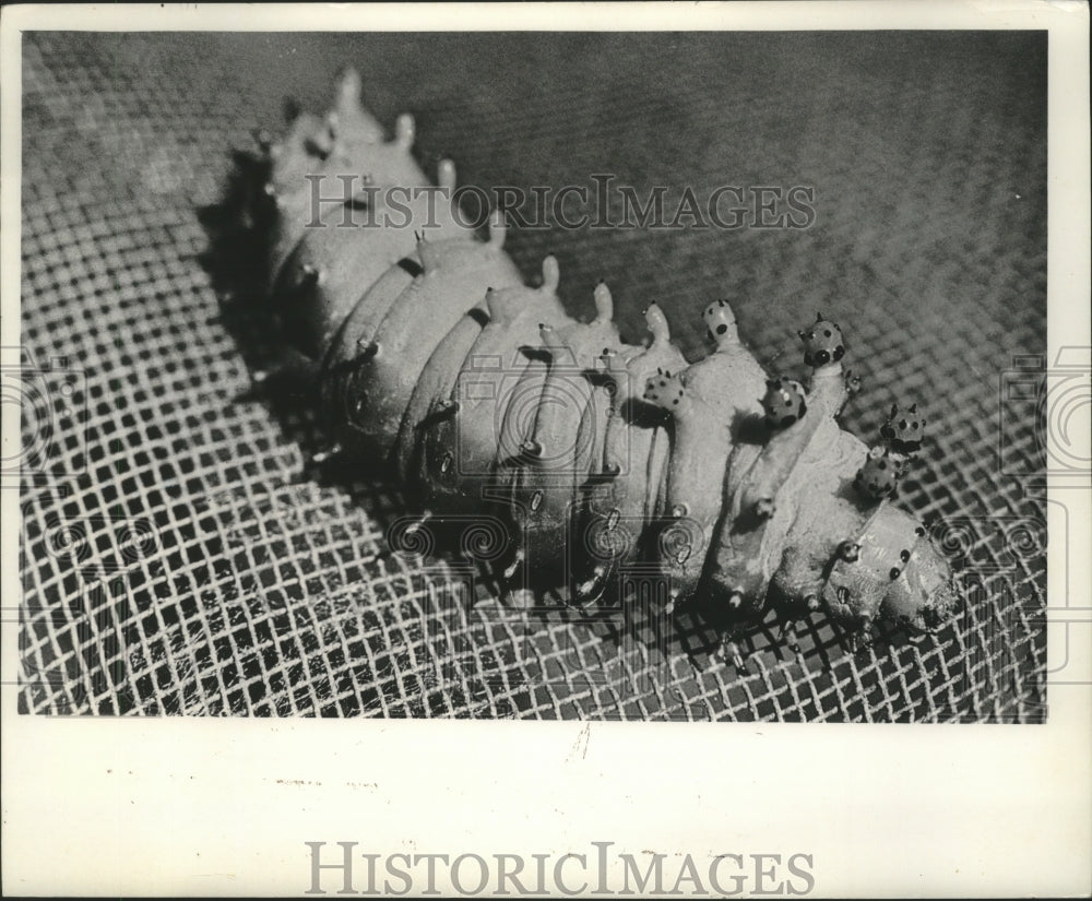 1967 Press Photo The Cecropia Caterpillar - mjb78649- Historic Images