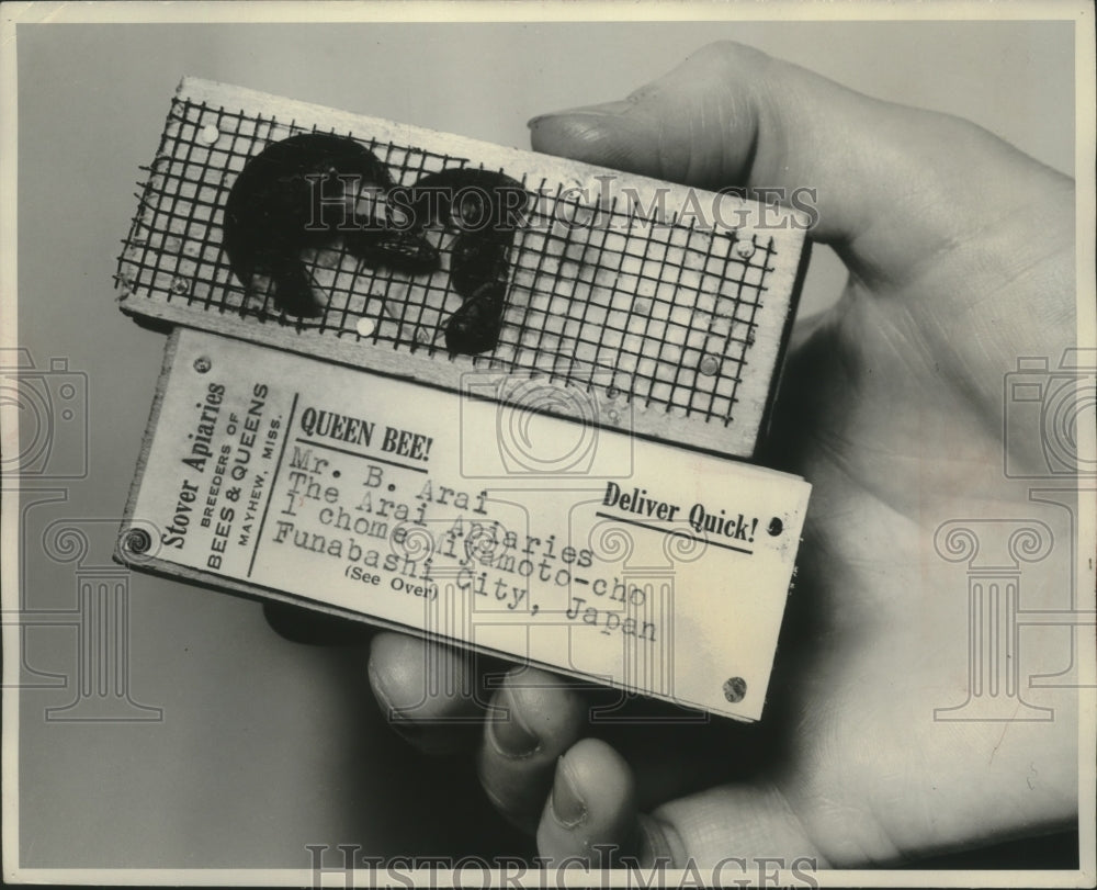 1954 Press Photo Bees packed in cage with sugar candy for shipment - mjb78749- Historic Images