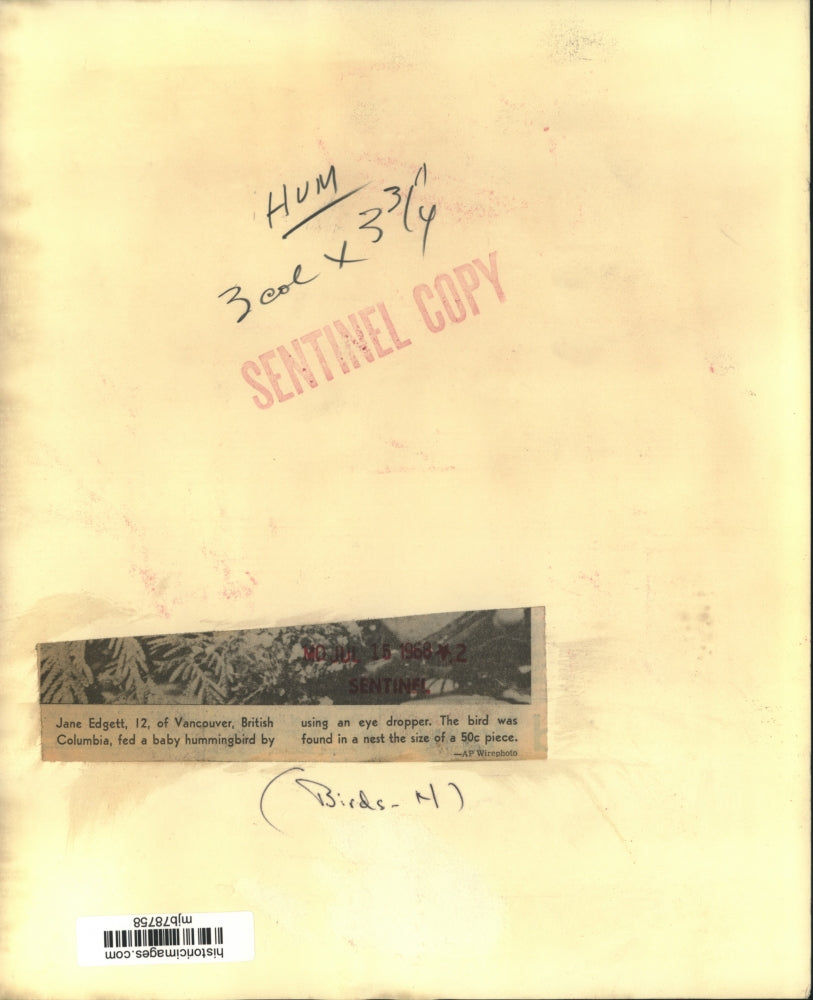 1968 Press Photo Jane Edgett feeds baby hummingbird, Vancouver, British Columbia