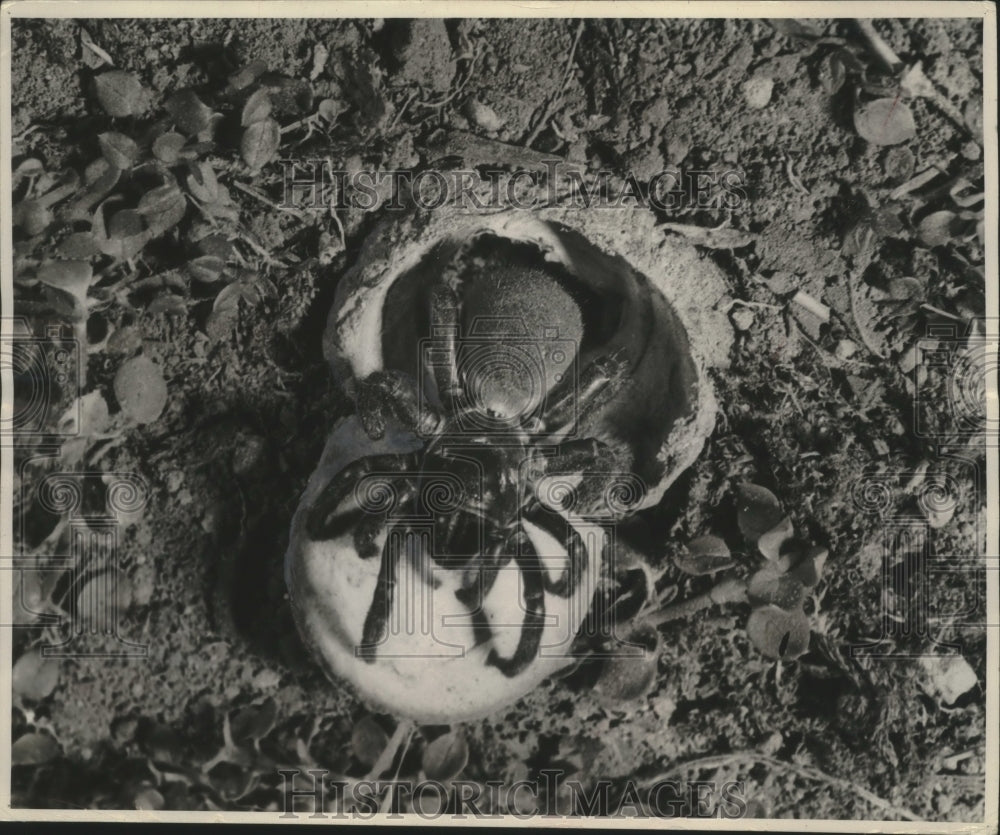 1965 Press Photo Trap door spider prepares to close the door to its nest