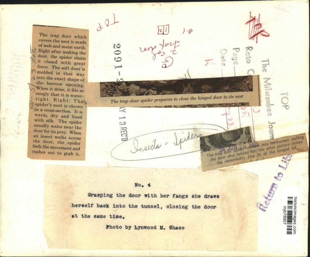 1965 Press Photo Trap door spider prepares to close the door to its nest