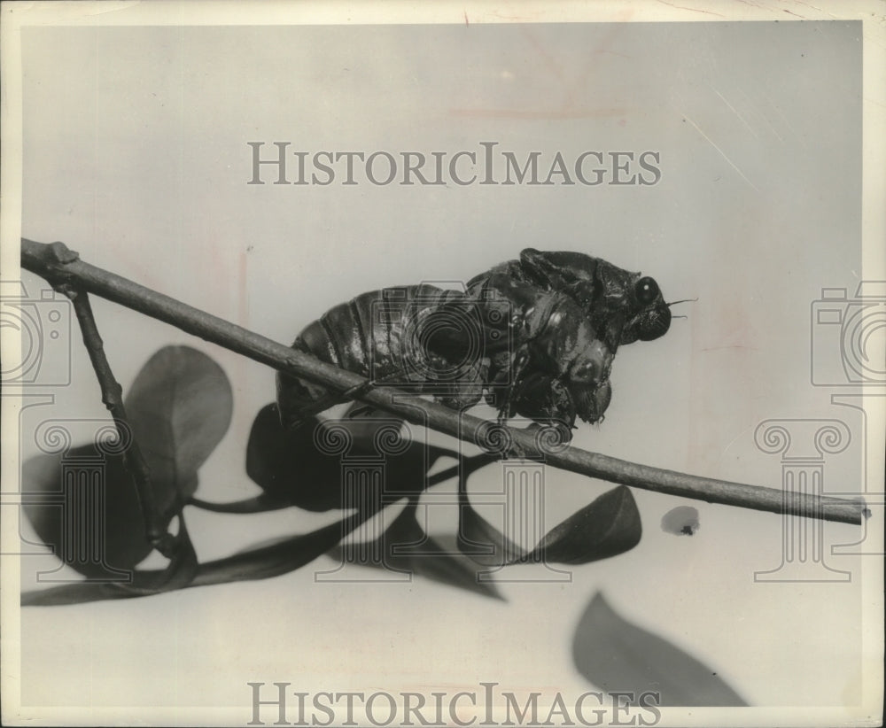 1953 Press Photo Cicada pushes from its shell in last phase of its 17-year cycle- Historic Images