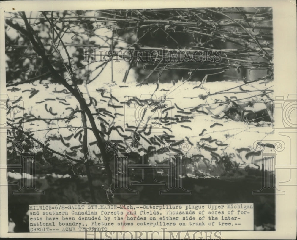 1951 Press Photo Caterpillars on tree trunk in Sault Sainte Marie, Michigan