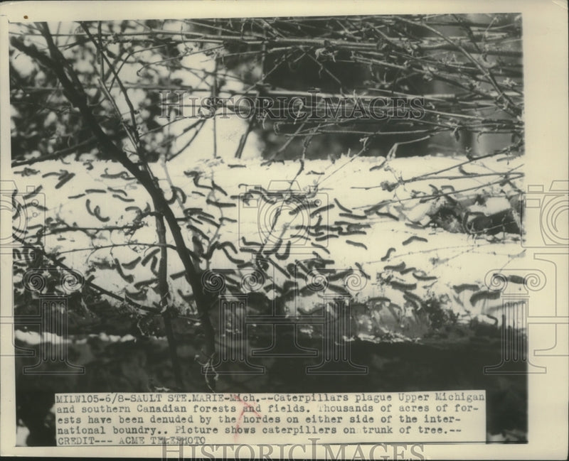 Load image into Gallery viewer, 1951 Press Photo Caterpillars on tree trunk in Sault Sainte Marie, Michigan
