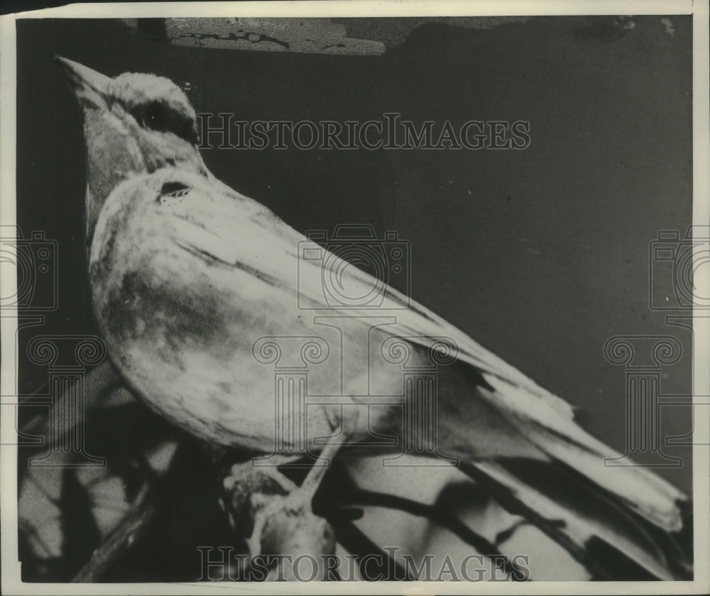 1954 Press Photo Albino Robin - mjb81156- Historic Images