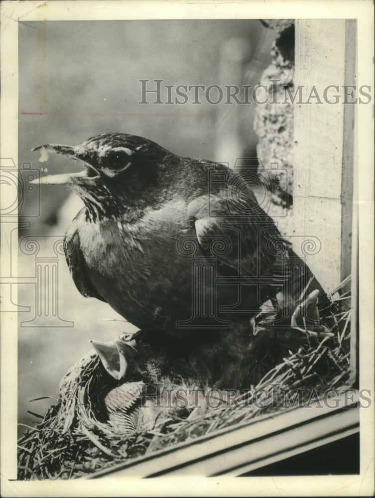 1941 Press Photo Robin sitting on nest of hatached baby Robins. - mjb81838- Historic Images
