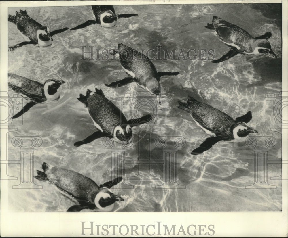 1969 Press Photo The penguins at the Nuremberg Zoo - mjb82875- Historic Images