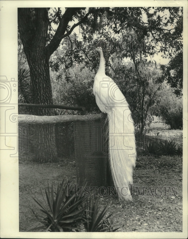 Load image into Gallery viewer, 1964 Press Photo White Peahen Perches On Basket - mjb82888
