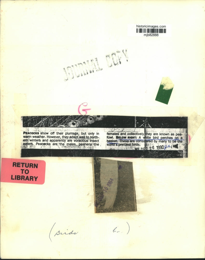 1964 Press Photo White Peahen Perches On Basket - mjb82888