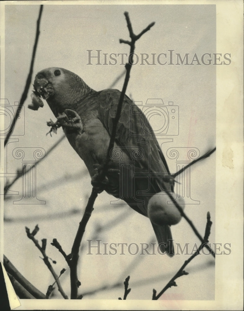 1972 Press Photo Parrot eats frozen apples on Milwaukee&#39;s South Side- Historic Images