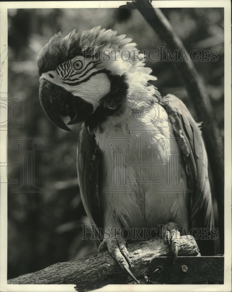 1973 Press Photo Henrietta, a macaw, St. Petersburg, Florida, Sunken Gardens- Historic Images