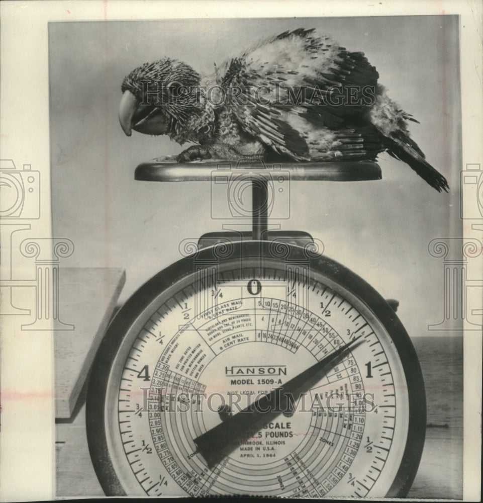 1965 Press Photo Parrot, Ringo, sits on a scale, San Diego zoo - mjb82940- Historic Images