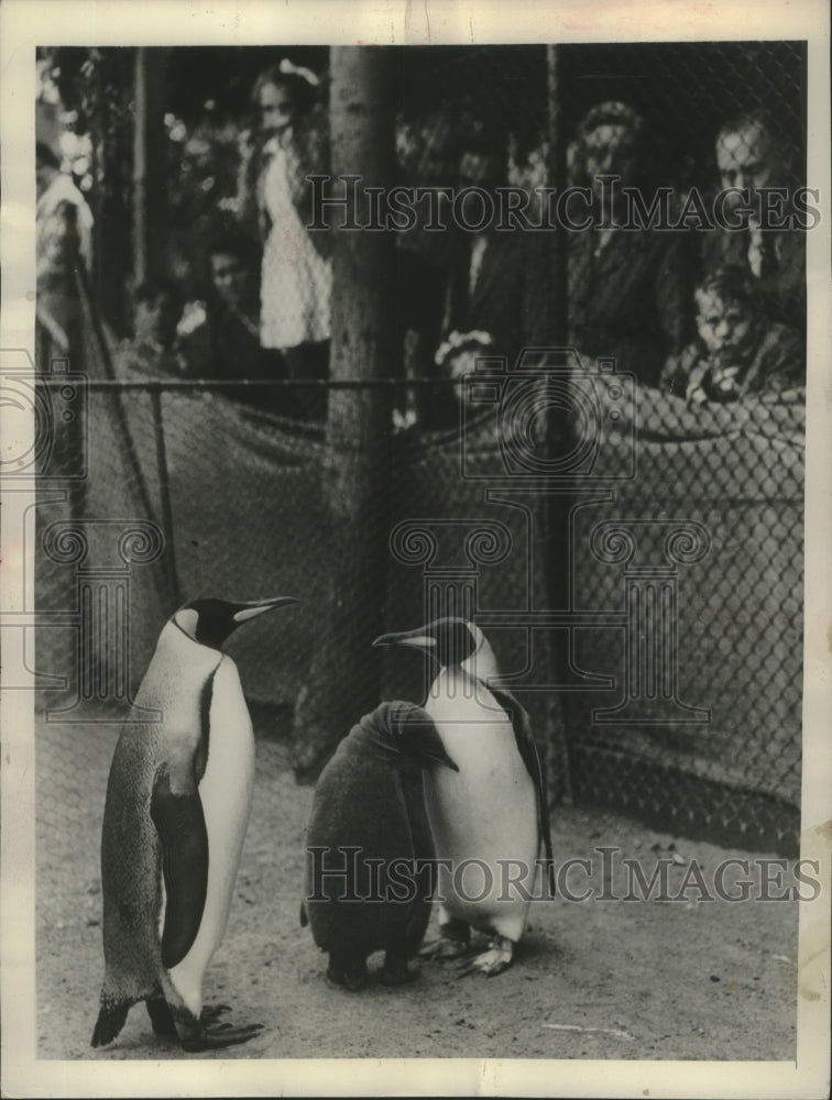 1953 Press Photo Baby Penguin Hiding Between Her Parents in London Zoo