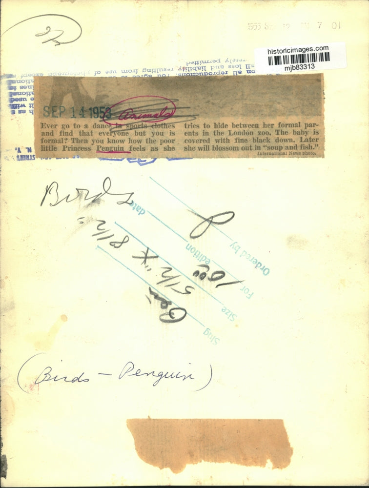 1953 Press Photo Baby Penguin Hiding Between Her Parents in London Zoo