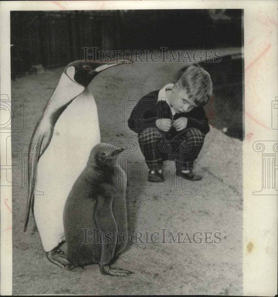 1956 Press Photo Glen Ruddy observes a pair of penguins at the London Zoo.- Historic Images