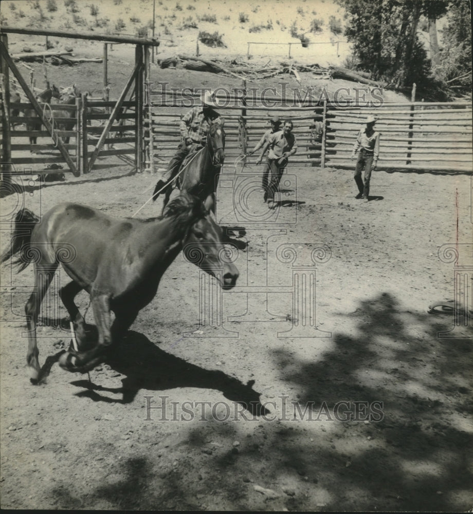 1949 Press Photo Cowboys rounding up wild horses in a corral. - mjb83459- Historic Images